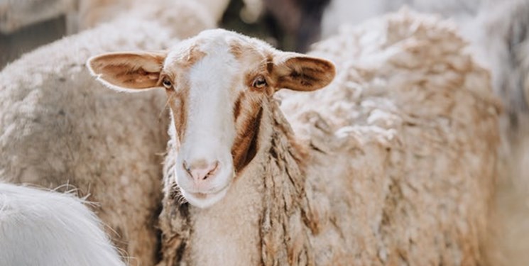 اجرای طرح اصلاح نژاد گوسفند «سنگسری» در میامی
