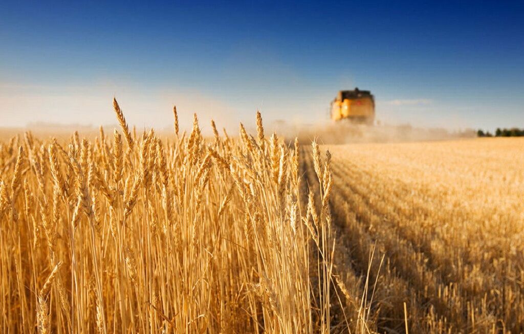 افزون بر ۴۱ هزار تُن گندم از کشاورزان میامی خریداری شد