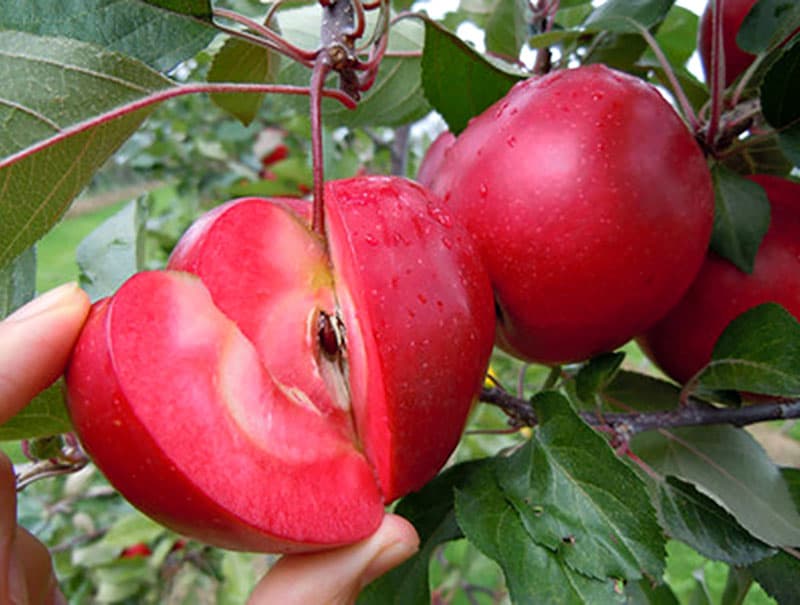 سیب توسرخ، شگفتی طبیعت شهرستان میامی